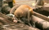 В Индии обезьяна спасла от смерти друга, которого ударило током на железной дороге