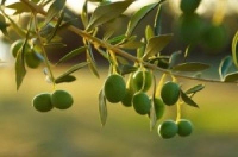 В результате глобального потепления прогнозируется высокий урожай оливок