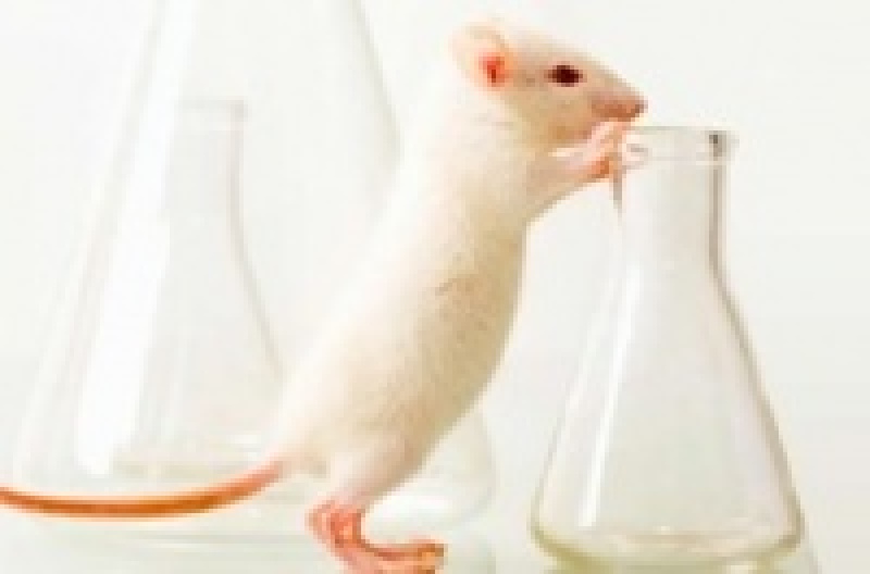 После удаления гена иммунной системы мыши живут дольше