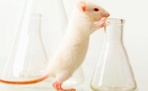 После удаления гена иммунной системы мыши живут дольше