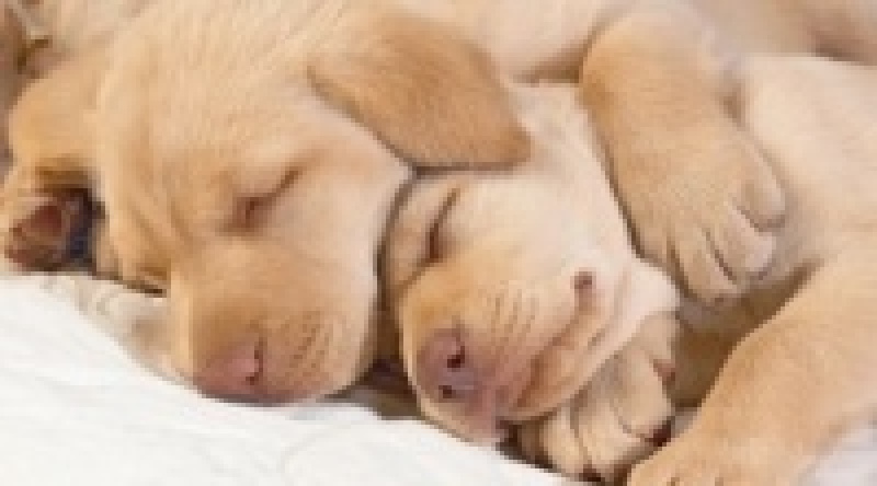10 интересных фактов о том, как спят животные