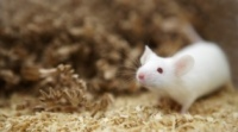 Ученые вырастили мускулы и «подключили» их к телу мыши