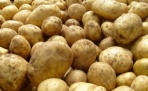 Белоруссия начинает подготовку к выращиванию ГМО-картофеля
